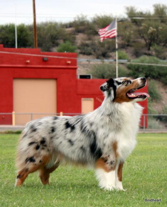 mini aussie az in front of flag