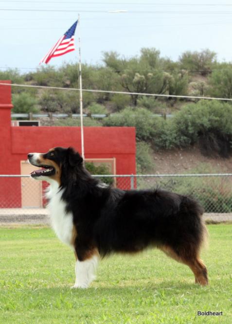 Mini Aussie Boldhearts I'm Your Huckelberry