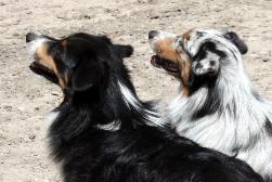 blue merle and black tri mini aussies az