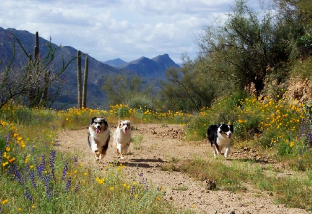miniature aussies running on dirt road az